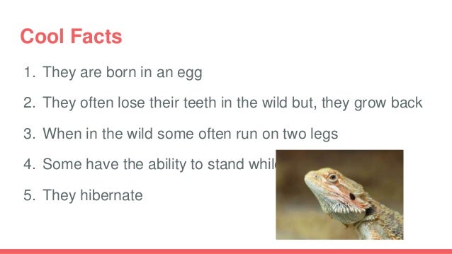 Bearded dragon