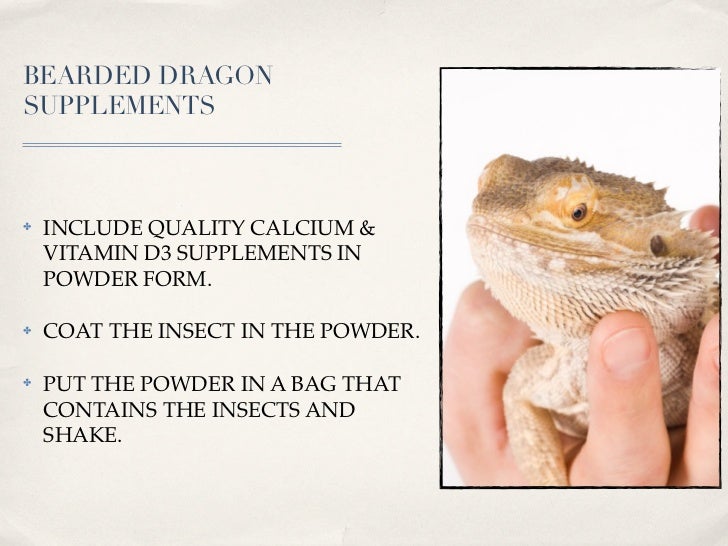 Bearded dragon care sheet