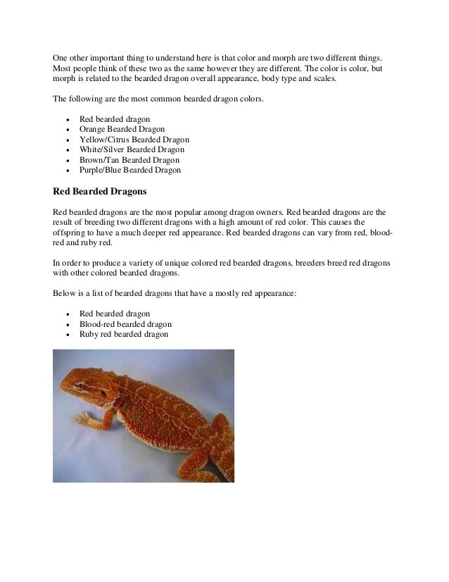Bearded Dragon Color Morphs And Patterns Bearded Dragon Color Morphs And Patterns