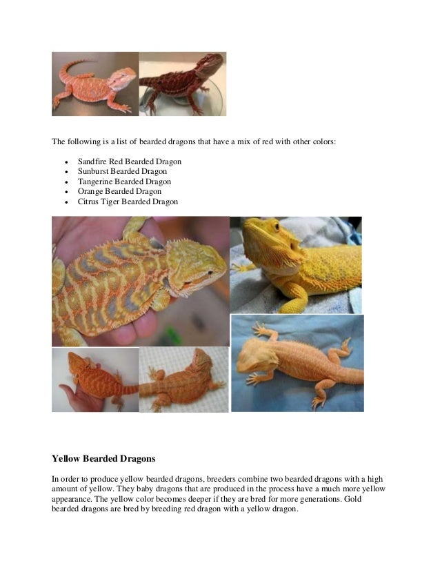 Bearded Dragon Color Morphs And Patterns Bearded Dragon Color Morphs And Patterns
