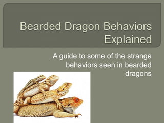 A guide to some of the strange
    behaviors seen in bearded
                      dragons
 
