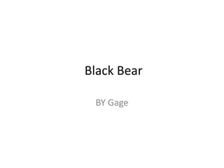 Black Bear

 BY Gage
 