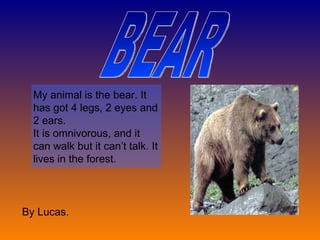 BEAR My animal is the bear. It has got 4 legs, 2 eyes and 2 ears. It is omnivorous, and it can walk but it can’t talk. It lives in the forest. By Lucas. 