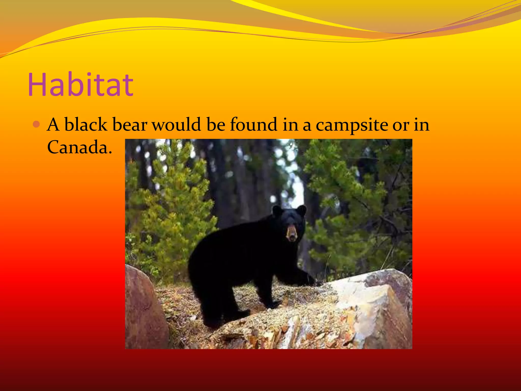 HabitatA black bear would be found in a campsite or in Canada.