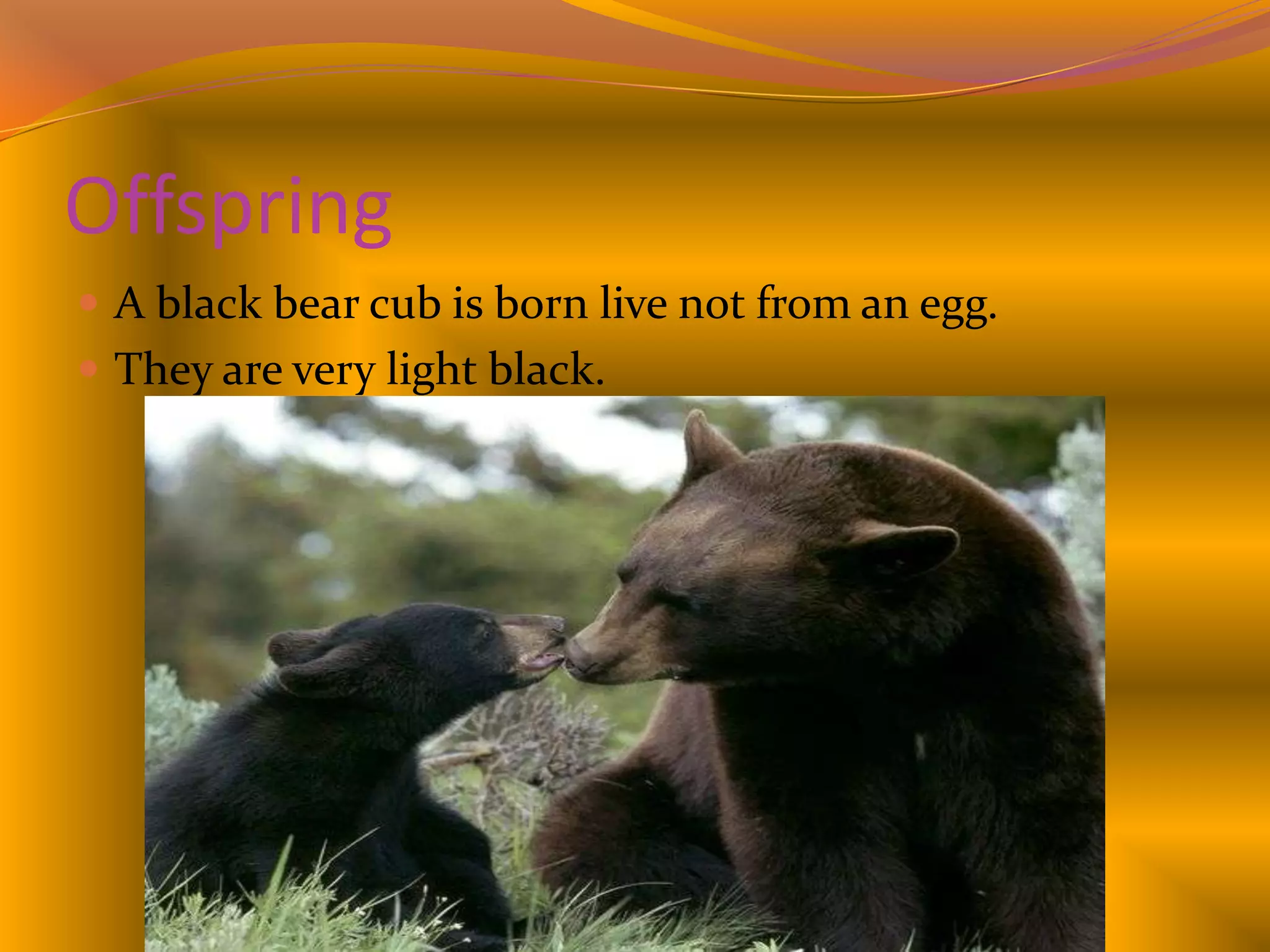 OffspringA black bear cub is born live not from an egg.They are very light black.