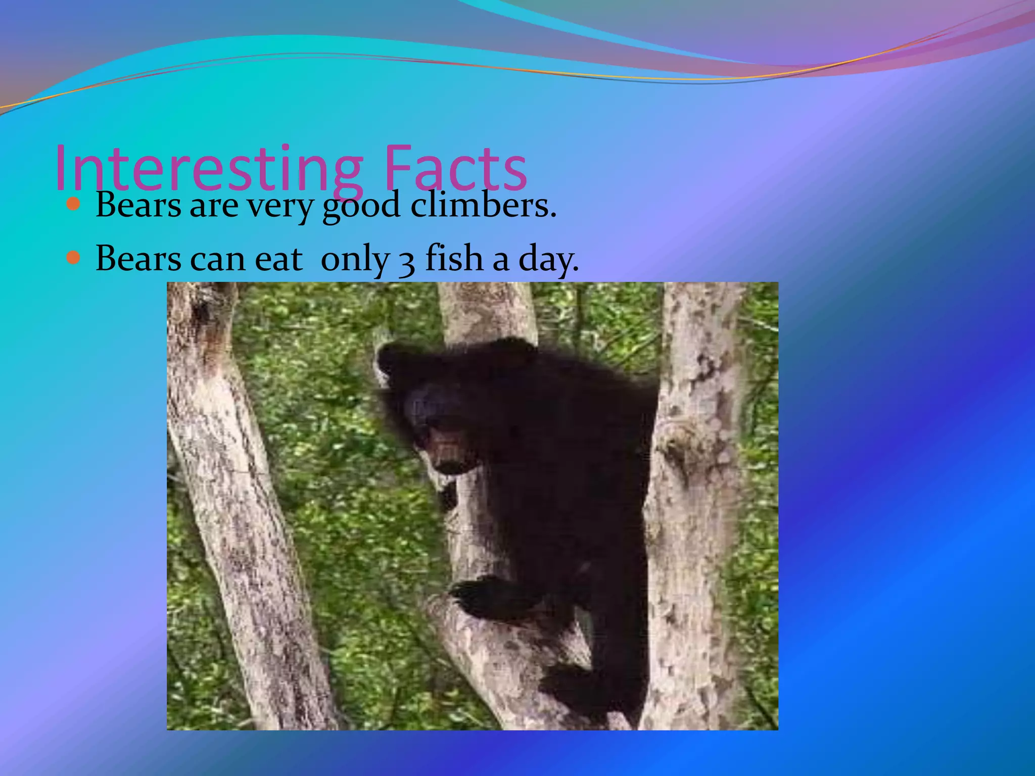 Interesting FactsBears are very good climbers.Bears can eat only 3 fish a day.