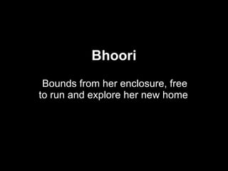 Bhoori Bounds from her enclosure, free to run and explore her new home  