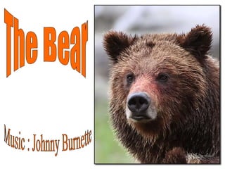 The Bear Music : Johnny Burnette 