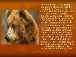 Brown Bear (Ursus arctos) is the most widespread member of the bear family, which is found throughout Europe, Asia and North America. Scientifically, more is known about brown bear than any of the other bear species escept for the American black bear. Despite its name, the brown bear ranges in color from black to yellow, reddish and even beige. In some areas, brown bears grow as large as polar bears and in other places they are less than half that size. Because of these differences in size and colour , people used to think there were many different species, not just on. 