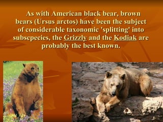 As with American black bear, brown bears (Ursus arctos) have been the subject of considerable taxonomic 'splitting' into subscpecies, the  Grizzly  and the  Kodiak  are probably the best known. 