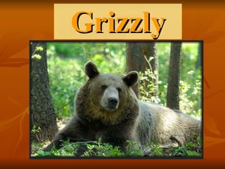 Grizzly 