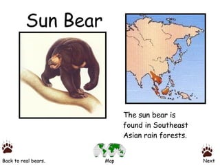 Sun Bear The sun bear is found in Southeast Asian rain forests. Back to real bears. Next Map 