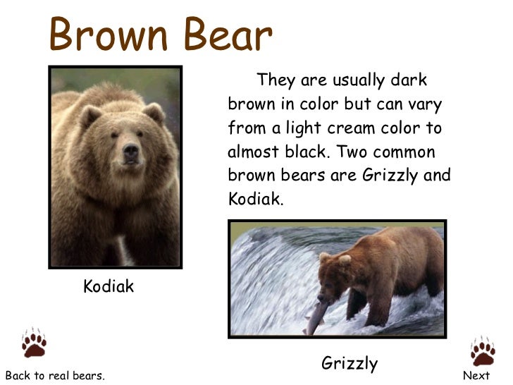 bears