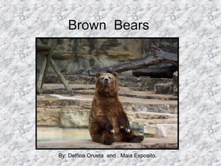 Brown  Bears By: Delfina Orueta  and  Maia Exposito 