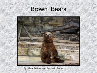 Brown  Bears By: Mica Pelizza and Facundo Pérez  