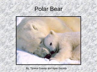 Polar Bear By: Tiziana Cuevas and Agos Gurskis 