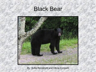 Black Bear By: Sofia Rondinelli and Olivia Converti  