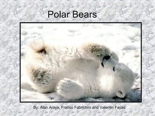 Polar Bears  By: Alan Araya, Franco Fabrichini and Valentin Fayad 