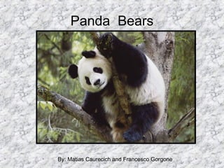 Panda  Bears By: Matias Caurecich and Francesco Gorgone  