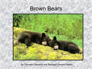 Brown Bears By Conrado Clementi and Santiago Darnes Pallitto 