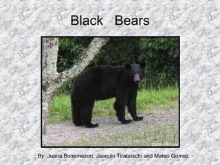 Black  Bears By: Juana Bonemezon, Joaquin Tiraboschi and Mateo Gomez 
