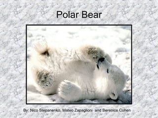 Polar Bear By: Nico Stepanenko, Mateo Zapaglioni  and Berenice Cohen 