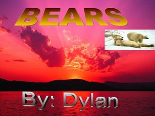 By: Dylan BEARS 