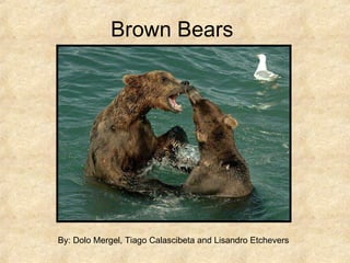 Brown Bears  By: Dolo Mergel, Tiago Calascibeta and Lisandro Etchevers 