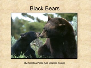 Black Bears  By: Carolina Pardo And Milagros Turano 