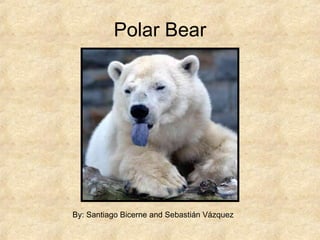 Polar Bear By: Santiago Bicerne and Sebastián Vázquez  
