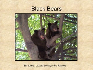 Black Bears By: Julieta  Lazzati and Agustina Rivarola  