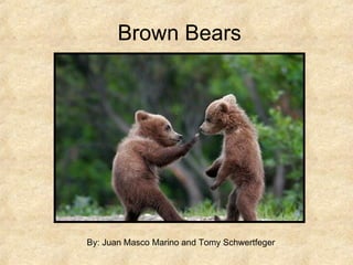 Brown Bears By: Juan Masco Marino and Tomy Schwertfeger 