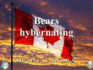 Bears hybernating Alberta, CANADA 