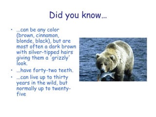 Did you know…
• ...can be any color
(brown, cinnamon,
blonde, black), but are
most often a dark brown
with silver-tipped hairs
giving them a 'grizzly'
look.
• ...have forty-two teeth.
• ...can live up to thirty
years in the wild, but
normally up to twenty-
five
 