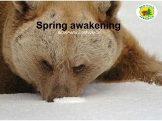 Spring awakening BEARPARK ARBESBACH 