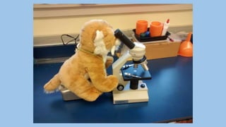 Beary Good Sleepover grade 3