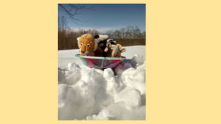 Beary Good Sleepover grade 3