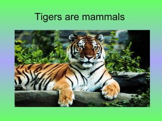 Tigers are mammals 