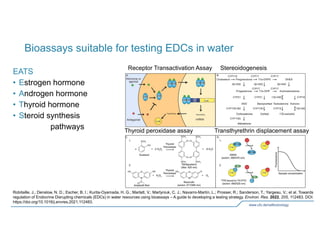 Presentation: Developing Science-Informed to Endocrine Disruption in Freshwater, Beate - Germany