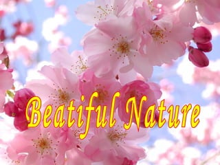 Beatiful Nature 