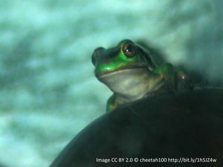 Image CC BY 2.0 © cheetah100 http://bit.ly/1h5JZ4w
 