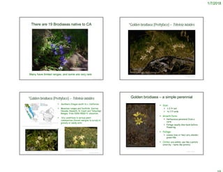 1/7/2018
There are 19 Brodiaeas native to CA
© Project SOUND
Many have limited ranges, and some are very rare
Brodiaea jolonensis
© Project SOUND
*Golden brodiaea (Prettyface) – Triteleia ixioides
Beatrice F. Howitt © California Academy of Sciences
 Southern Oregon south to c. California
 Mountain ranges and foothills: Sierras
Nevada, Klamath, N. Coast and Tehachapi
Ranges, from 2000-9000 ft. elevation.
 Dry conditions in various plant
communities (forest margins to scrub) in
gravely or sandy soils
 .
© Project SOUND
*Golden brodiaea (Prettyface) – Triteleia ixioides
http://ucjeps.berkeley.edu/eflora/eflora_display.php?tid=47357
Gladys Lucille Smith © California Academy of Sciences
http://www.efloras.org/florataxon.aspx?flor
a_id=1&taxon_id=242102031
http://sierrafoothillgarden.com/2015/04/29/the-wildflowers-yellows-and-
whites/pretty-face-triteleia-ixioides-4/
© Project SOUND
Golden brodiaea – a simple perennial
 Size:
 1-2 ft tall
 to 1 ft wide
 Growth form:
 Herbaceous perennial from a
corm
 Foliage usually dies back before
flowering
 Foliage:
 Leaves (one or two) very slender,
grass-like
 Corms: are edible; use like a potato
(starchy – taste like potato)
Gerald and Buff Corsi © California Academy of Sciences
 