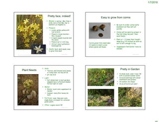 1/7/2018
© Project SOUND
Pretty face, indeed!
 Blooms: in spring – Mar-June in
wilds; more often Mar-Apr in
western Los Angeles Co.
 Flowers:
 Lovely, golden yellow with
rust accents
 Flowers in loose bunches –
like a bouquet
 6 tepals (sepals & petals look
the same)
 Flowers up to 1 inch long
 Attract insect pollinators,
hummingbirds
 Seeds: hard, dark seeds; easy
to grow from seed
©2009 Thomas Stoughton
https://www.yosemitehikes.com/wildflowers/pretty-face/gallery-scabra.htm
Easy to grow from corms
 Be sure to order corms early
(summer) as they sell out
quickly
 Corms will be send by grower in
the fall (they harvest, then
send them)
 Plant at ~ 3 times their height
deep (e.g. 4-5 inches) as soon as
soil is soft enough to dig
 Supplement fall/winter rains as
needed
© Project SOUND
©2009 by Ken Gilliland
Corms grown from seed take
3-4 years to reach a size
where plants will flower
© Project SOUND
Plant Needs
 Soils:
 Texture: well-drained soils (sandy
or rocky) best, but any will do
 pH: any local
 Light:
 Part-shade best in most gardens
(dappled sun or afternoon shade);
full sun right at coast
 Water:
 Winter: moist soils; supplement as
needed
 Summer: none after leaves die
back
 Fertilizer: none; likes poor soils;
single dose ½ strength for container
grown plants
 Other: organic mulch OK
Gerald and Buff Corsi © California Academy of Sciences
© Project SOUND
Pretty in Garden
 In shady beds, under trees; OK
with occasional summer water
 In mixed plantings with annual
wildflowers and grasses
 On summer-dry slopes
 As an attractive pot plant
https://en.wikipedia.org/wiki/Triteleia_ixioides
http://www.greatplantpicks.org/plantlists/view/1580
https://hiveminer.com/Tags/triteleia
 