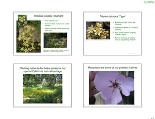 1/7/2018
Triteleia ixioides ‘Starlight’
© Project SOUND
©2009 by Ken Gilliland
https://www.pinterest.com/pin/32228953557698946/
Agave parryi, Triteleia ixioides 'Starlight', Eriogonum
umbellatum, and Allium schubertii in May
 Paler yellow flowers
 Garden-tested; planted a lot -widely
available
 Takes occasional summer water and
heavy soils
http://www.nova.co.at/marsNova/en/insta
nce/ko/Triteleia.xhtml?oid=91278
Triteleia ixioides ‘Tiger’
 Bred from High Sierra ssp.
(scabra)
 Sometimes known as Triteleia
unifolia
 Pale yellow flowers; slightly
broader tepals
 Earlier blooming; produces
lots of long-lasting flowers
© Project SOUND
http://pacificbulbsociety.org/pbswiki/index.php/FavoriteYellowFloweredBul
bsFour
Planting native bulbs helps preserve our
special California natural heritage
© Project SOUND
Mariposas are some of our prettiest natives
© Project SOUND
 