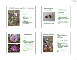 1/7/2018
© Project SOUND
Splendid mariposa: typical of dryland species
 Size:
 1-2 ft tall
 To 1 ft wide
 Growth form:
 Herbaceous perennial from a
bulb
 Plant dies back to the bulb
after flowering
 Foliage:
 Sparse foliage
 Narrow leaves often wither
before flowering
©2006 Steven Thorsted
Calochortus are
true bulbs
 Turban-shaped with many
layers (like an onion); new
layer added each year
 Bulbs often small
 C. splendens has a membranous
coat
 Plants (when available) most
often sold as bulbs; seed-
grown plants take 3-5 years to
flower.
 In wilds, plants only flower
(and grow much) in favorable
years
© Project SOUND
Calochortus bulbs are edible
© Project SOUND
Lovely flowers
 Blooms: mid- to late spring; April
to June depending on weather,
soil moisture.
 Flowers:
 Lovely shade of pink (pale to
magenta) with accents of
paler and darker pink
 Flowers begin with petals
tightly rolled; unroll over time
 Flowers on slender stalks –
wave in breeze
 Many insect pollinators
 Seeds: pale, flat seeds (can grow
plants from seed)
©2006 Steven Thorsted
© Project SOUND
Plant Requirements  Soils:
 Texture: well-drained soils
best
 pH: any local
 Light:
 Full sun to light shade; usually
out in the open in nature.
 Water:
 Winter: supplement in dry
winters
 Summer: withhold once leaves
start to wither. Needs to be
summer-dry
 Fertilizer: none; likes poor soils
 Other: light leaf litter is best
mulch
©2006 Steven Thorsted
 