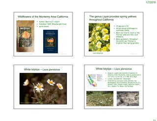 1/7/2018
Wildflowers of the Monterey Area California
 Author: Beatrice F. Howitt
 Published: 1965, Wheelwright Press
 spiral-bound
© Project SOUNDhttps://montereybay.cnps.org/http://bnybt.kingme2016.us/index.php?page=540
The genus Layia provides spring yellows
throughout California
 14 species in CA
 All are annual wildflowers in
Sunflower family
 Most are from N. Coast or the
Sierras; some are rare, local
endemics
 Many gardeners, throughout
the world, use Tidytips to
brighten their spring gardens
© Project SOUND
Layia platyglossa
© Project SOUND
White tidytips – Layia glandulosa
Beatrice F. Howitt © California Academy of Sciences
 Deserts, coasts and foothills of western N.
America, from the Pacific coast in central and S.
CA. to B.C. to s.w. ID, s. to NM, AZ & Baja
 Locally: San Gabriels, Tehachapis
 Collected by everyone: Leroy Abrams, the
Brandegees, Alice Eastwood, Roxana Ferris, E.L.
Greene, John Thomas Howell, Beatrice Howitt,
W.L. Jepson, P.A. Munz, the Parishes,
© Project SOUND
White tidytips – Layia glandulosa
http://ucjeps.berkeley.edu/eflora/eflora_display.php?tid=3749
http://www.abdnha.org/pages/03flora/reports/current_12042016.htm
 