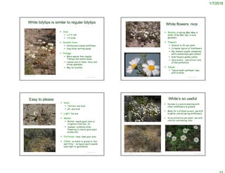 1/7/2018
© Project SOUND
White tidytips is similar to regular tidytips
 Size:
 1-2 ft tall
 1 ft wide
 Growth form:
 Herbaceous annual wildflower
 Dies after setting seeds
 Foliage:
 More sparse then regular
Tidytips and mostly basal
 Leaves oval to linear, hairy and
sticky-glandular.
 May be scented
©1988 Gary A. Monroe
© Project SOUND
White flowers: nice
 Blooms: in spring (Mar-May in
wilds; often Mar-Apr in local
gardens)
 Flowers:
 Several to 10+ per plant
 In heads typical of Sunflowers
 Ray flowers usually completely
white (sometimes pale yellow)
 Disk flowers golden yellow
 Very pretty – and attract lots
of bee pollinators
 Seeds:
 Typical small sunflower type
with bristles
Charles Webber © California Academy of Sciences
©2006 Chris Wagner, SBNF
© Project SOUND
Easy to please
 Soils:
 Texture: any local
 pH: any local
 Light: full sun
 Water:
 Winter: needs good rains or
irrigation from Dec. on.
 Summer: withhold after
flowering to insure good seed
production
 Fertilizer: none; likes poor soils
 Other: no mulch or gravel or thin
leaf litter – no heavy mulch (seeds
need light to germinate).
©2013 Jean Pawek
© Project SOUND
White’s so useful
 Include in a prairie planting with
other wildflowers & grasses
 Mass for a brilliant accent; use with
brightly colored spring wildflowers
 As an attractive pot plant; use with
colorful contrasting color
©2003 Charles E. Jones
©2013 Jean Pawek
http://wnmu.edu/academic/nspages/gilaflora/layia_glandulosa.html
 