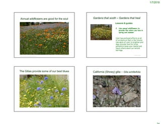 1/7/2018
Annual wildflowers are good for the soul
© Project SOUND
https://grownatives.cnps.org/category/wildflowers/
Gardens that sooth – Gardens that heal
2. Use annual wildflowers to
provide the colors you love in
spring and summer
Color has profound effects on all
of us (more on that in the future).
Use spots of color to brighten your
days, provide food for birds,
pollinators (even your family) and
teach others about our natural
heritage.
© Project SOUND
Lessons & guides
The Gilias provide some of our best blues
© Project SOUND
Gilia capitata
© Project SOUND
California (Showy) gilia – Gilia achilleifolia
©2016 Steven Thorsted
 