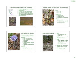 1/7/2018
© Project SOUND
California (Showy) gilia – Gilia achilleifolia
http://ucjeps.berkeley.edu/cgi-bin/get_cpn.pl?GIAC2
https://naturalhistorywanderings.com/2010/05/01/mines-road-wildflowers/
 Coast Ranges from San Diego Co. to Marin &
Contra Costa Cos.
 El Segundo dunes, San Gabriel foothills
 First collected by David Douglas - 1833
 Collected by Leroy Abrams, the Brandegees,
Alice Eastwood, Roxana Ferris, Beatrice F.
Howitt (Monterey Co,)
© Project SOUND
Foliage similar to Globe gilia, but more open
 Size:
 1-2 ft tall
 1-2 ft wide
 Growth form:
 Annual wildflower
 Slender, erect habit
 Plant dies after producing seeds
 Foliage:
 Leaves highly dissected, giving a
lacy appearance
 A bit more open than Globe gilia,
but otherwise similar
© Project SOUND
Old-fashioned Flowers
 Blooms: later spring, usually May
or June in our area, may be earlier
 Flowers:
 Color: blue-violet to lilac
 Small, funnel-shaped flowers
with 5 petals
 Blue pollen
 Attracts butterflies and other
pollinators
 Showy plant – used throughout
U.S.
 Seeds:
 Small, pale
 Loved by birds; save some
©2017 John Doyen
© Project SOUND
Plant Requirements  Soils:
 Texture: most local soils
 pH: any local
 Light: full sun to some shade; OK
in light shade under trees.
 Water:
 Winter: supplement if needed
in a dry year. Don’t let small
plants dry out.
 Summer: taper off when
begins to flower
 Fertilizer: none; likes poor soils;
½ strength dose for pot-grown.
 Other: no or inorganic mulch
best; light leaf mulch OK
©2016 Steven Thorsted
 