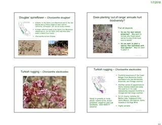 1/7/2018
© Project SOUND
Douglas’ spineflower – Chorizanthe douglasii
©2014 Jean Pawek
©2004 Brent Miller
http://ucjeps.berkeley.edu/eflora/eflora_display.php?tid=19337
 Endemic to the Santa Lucia Mountains and to the San
Gabilan and La Panza ranges of west-central
California. Infrequent, but can be locally common.
 A single collection made in the Santa Cruz Mountains
(Rowntree s.n., 16 Jun 1929, CAS) may have been
made in Santa Cruz County
 Chorizanthe nortonii Greene
Does planting ‘out of range’ annuals hurt
biodiversity?
 Do you live near natural
preserves? May want to
include only those annual
native to area (from local-
source seeds)
 Do you want to plant a
species that hybridizes with
local species? May not want
to plant it
© Project SOUND
That all depends
© Project SOUND
Turkish rugging – Chorizanthe stacticoides
©2009 Thomas Stoughton
 Foothills/mountains of the Coast
Ranges from Monterey County
southward into San Bernardino,
Riverside, and Orange counties.
 Another series of populations on
Santa Catalina Island and along
the coast (L.A. Co.) and
immediately adjacent foothills in
Orange and San Diego counties
 In LA. County: Catalina Isl.;
Malibu Lake; ‘Inglewood Hills’;
Santa Monica, San Gabriel, Santa
Susanna & Verdugo Mtns
 Highly variable
© Project SOUND
Turkish rugging – Chorizanthe stacticoides
http://ucjeps.berkeley.edu/cgi-bin/get_IJM.pl?tid=19357
Sandy to gravelly or rocky
places, coastal scrub, mixed
grassland, chaparral, pine-oak
woodlands, 1000-4000 ft
elevation
 